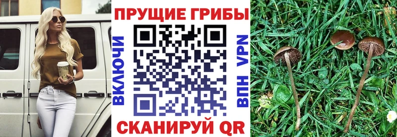 Псилоцибиновые грибы Magic Shrooms  Купить  Киреевск 
